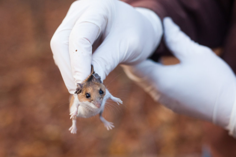 White-footed mice are efficient transmitters of Lyme disease in the Northeast. They infect up to 95 percent of the ticks that feed on them. But it's people who create the conditions for Lyme outbreaks by building homes in the animals' habitat. Stephen Reiss/for NPR